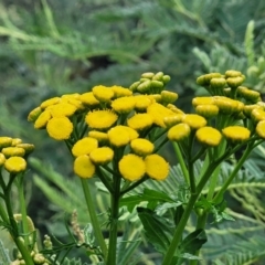 Tanacetum vulgare at Crace Grasslands - 17 Jan 2024 07:52 AM