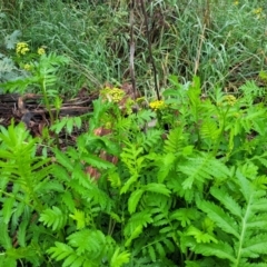 Tanacetum vulgare at Crace Grasslands - 17 Jan 2024 07:52 AM