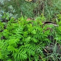 Tanacetum vulgare at Crace Grasslands - 17 Jan 2024