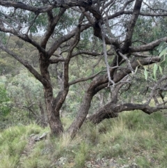 Eucalyptus nortonii (Large-flowered Bundy) at Banks, ACT - 16 Jan 2024 by JaneR