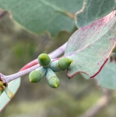 Eucalyptus nortonii at Rob Roy Range - 16 Jan 2024