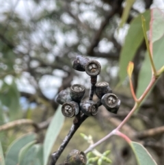 Eucalyptus nortonii at Rob Roy Range - 16 Jan 2024