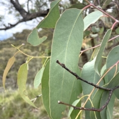 Eucalyptus nortonii at Rob Roy Range - 16 Jan 2024
