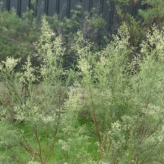 Cassinia quinquefaria (Rosemary Cassinia) at Lyons, ACT - 15 Jan 2024 by ran452