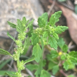 Dysphania pumilio at Rob Roy Range - 16 Jan 2024 02:50 PM