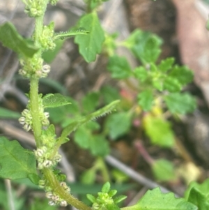 Dysphania pumilio at Rob Roy Range - 16 Jan 2024 02:50 PM