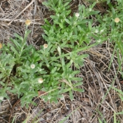 Coronidium scorpioides (Button Everlasting) at Lyons, ACT - 15 Jan 2024 by ran452