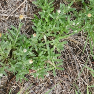 Coronidium scorpioides (Button Everlasting) at Lyons, ACT - 16 Jan 2024 by ran452