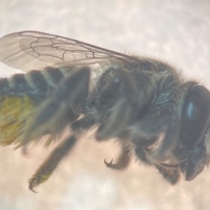 Megachile (Eutricharaea) serricauda at Sydney, NSW - 9 Jan 2024 11:58 AM