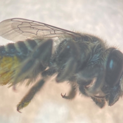 Megachile (Eutricharaea) serricauda (Leafcutter bee, Megachilid bee) at Sydney, NSW - 9 Jan 2024 by FumblebeeFae