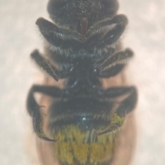 Megachile (Eutricharaea) serricauda at Sydney, NSW - 9 Jan 2024