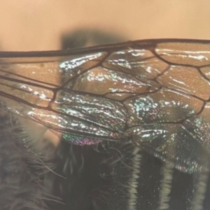 Megachile (Eutricharaea) serricauda at Sydney, NSW - 9 Jan 2024