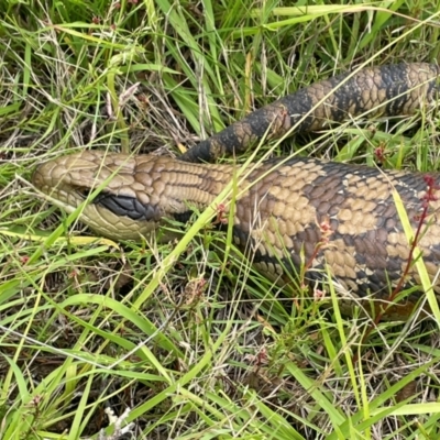 Tiliqua scincoides scincoides (Eastern Blue-tongue) at Rob Roy Range - 16 Jan 2024 by JaneR