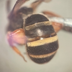 Lasioglossum (Chilalictus) bicingulatum (Halictid Bee) at Lidcombe, NSW - 5 Dec 2023 by FumblebeeFae