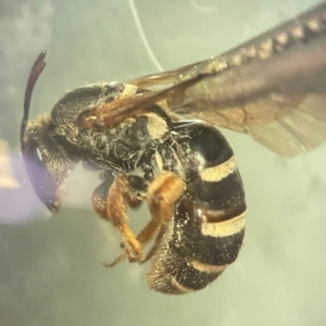 Lasioglossum (Chilalictus) bicingulatum at Lidcombe, NSW - 5 Dec 2023