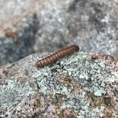 Paradoxosomatidae sp. (family) (Millipede) at Banks, ACT - 16 Jan 2024 by JaneR