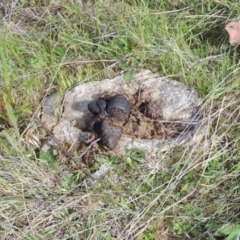 Vombatus ursinus (Common wombat, Bare-nosed Wombat) at Theodore, ACT - 13 Oct 2023 by michaelb