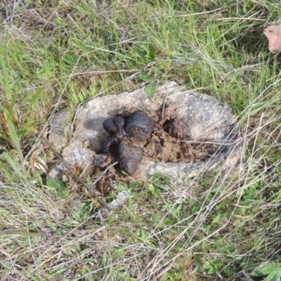 Vombatus ursinus (Common wombat, Bare-nosed Wombat) at Tuggeranong Hill - 13 Oct 2023 by michaelb