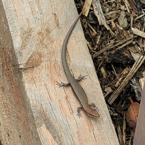 Lampropholis delicata at Sullivans Creek, Lyneham South - 17 Jan 2024