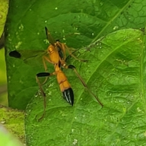 Ctenochares bicolorus at Sullivans Creek, Lyneham South - 17 Jan 2024