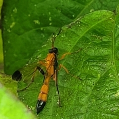 Ctenochares bicolorus at Sullivans Creek, Lyneham South - 17 Jan 2024