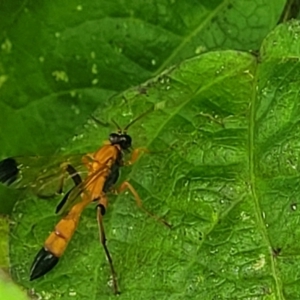 Ctenochares bicolorus at Sullivans Creek, Lyneham South - 17 Jan 2024