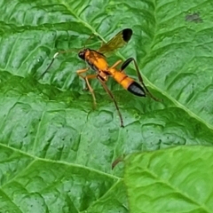 Ctenochares bicolorus at Sullivans Creek, Lyneham South - 17 Jan 2024 10:54 AM