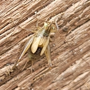 Gryllidae (family) at Sullivans Creek, Lyneham South - 17 Jan 2024 10:48 AM