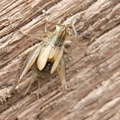 Gryllidae (family) at Sullivans Creek, Lyneham South - 17 Jan 2024 10:48 AM