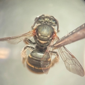 Lipotriches (Austronomia) phanerura at Lidcombe, NSW - 5 Dec 2023