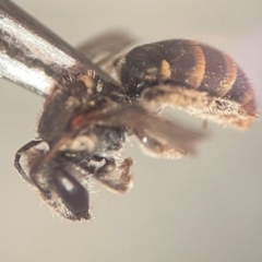 Lipotriches (Austronomia) phanerura at Lidcombe, NSW - 5 Dec 2023 11:10 AM