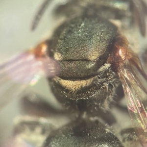 Lipotriches (Austronomia) phanerura at Lidcombe, NSW - 5 Dec 2023