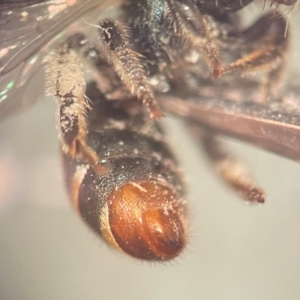 Lipotriches (Austronomia) phanerura at Lidcombe, NSW - 5 Dec 2023 11:10 AM