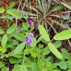 Glycine tabacina (Variable Glycine) at The Pinnacle - 16 Jan 2024 by sangio7