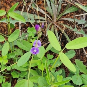 Glycine tabacina at The Pinnacle - 16 Jan 2024 07:53 AM