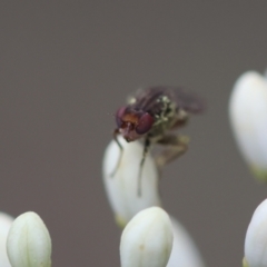 Unidentified True fly (Diptera) at Hughes Grassy Woodland - 17 Jan 2024 by LisaH