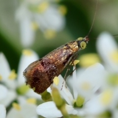Nemophora sparsella (An Adelid Moth) at Hughes Grassy Woodland - 17 Jan 2024 by LisaH