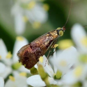 Nemophora sparsella at Red Hill to Yarralumla Creek - 17 Jan 2024