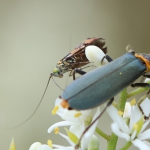 Nemophora sparsella at Red Hill to Yarralumla Creek - 17 Jan 2024