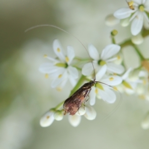 Nemophora sparsella at Red Hill to Yarralumla Creek - 17 Jan 2024