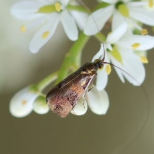 Nemophora sparsella at Red Hill to Yarralumla Creek - 17 Jan 2024