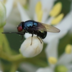 Melanina sp. (genus) (Lauxaniid fly) at Red Hill to Yarralumla Creek - 16 Jan 2024 by LisaH