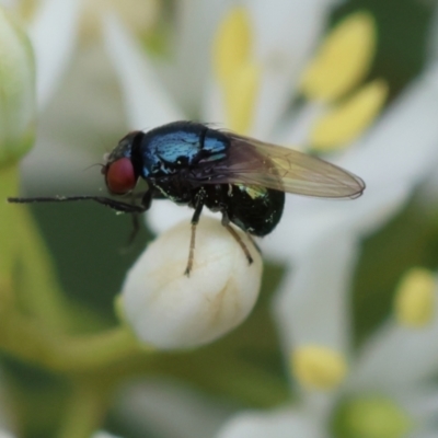 Melanina sp. (genus) (Lauxaniid fly) at Hughes Grassy Woodland - 16 Jan 2024 by LisaH