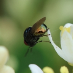 Melanina sp. (genus) at Red Hill to Yarralumla Creek - 17 Jan 2024