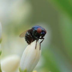 Melanina sp. (genus) at Red Hill to Yarralumla Creek - 17 Jan 2024 10:59 AM