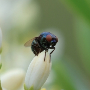 Melanina sp. (genus) at Red Hill to Yarralumla Creek - 17 Jan 2024