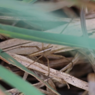 Thasyraea lepida (Prowling spider) at Hughes Grassy Woodland - 16 Jan 2024 by LisaH