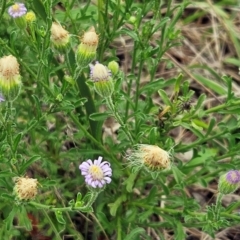 Vittadinia cuneata var. cuneata (Fuzzy New Holland Daisy) at The Pinnacle - 16 Jan 2024 by sangio7