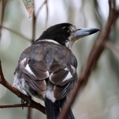 Cracticus torquatus (Grey Butcherbird) at Hughes Grassy Woodland - 16 Jan 2024 by LisaH