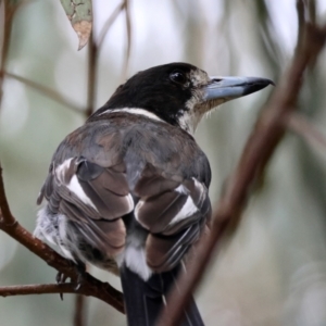 Cracticus torquatus at Undefined Area - 17 Jan 2024 10:52 AM